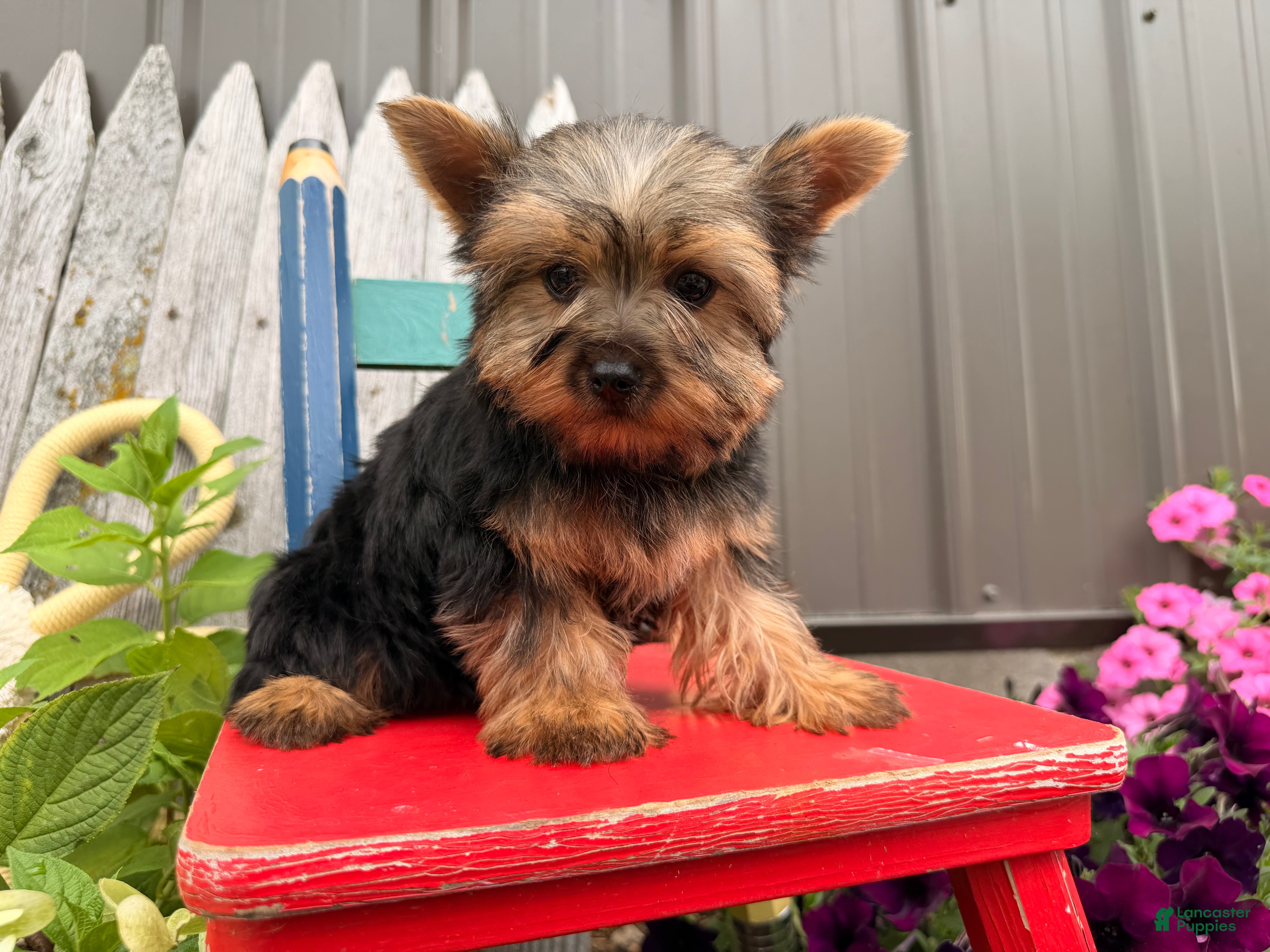 Yorkshire Terrier dogs Nicole Yorkshire Terrier  - Ad 2