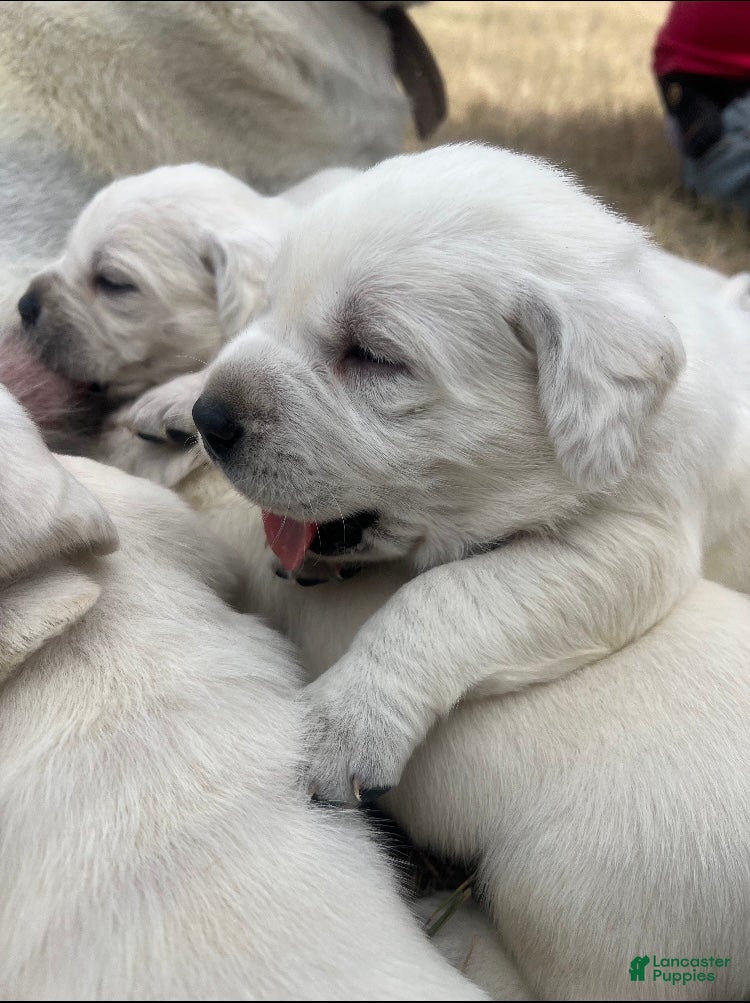 Labrador Retriever dogs AKC White English Lab Puppy - Ad 10