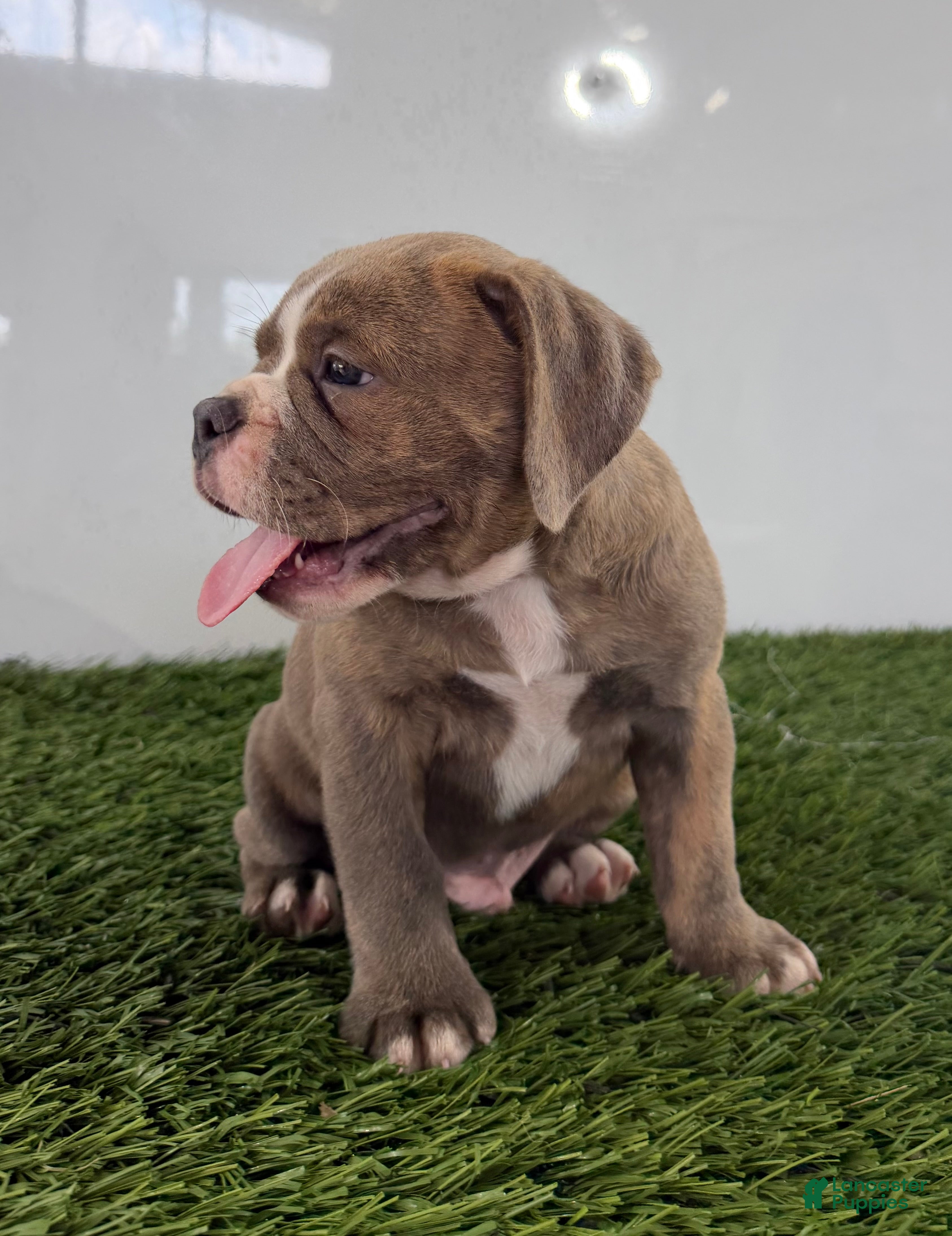 Olde English Bulldogge dogs Lane - Ad 2