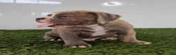 Olde English Bulldogge dogs for sale: Lane - Ad 2