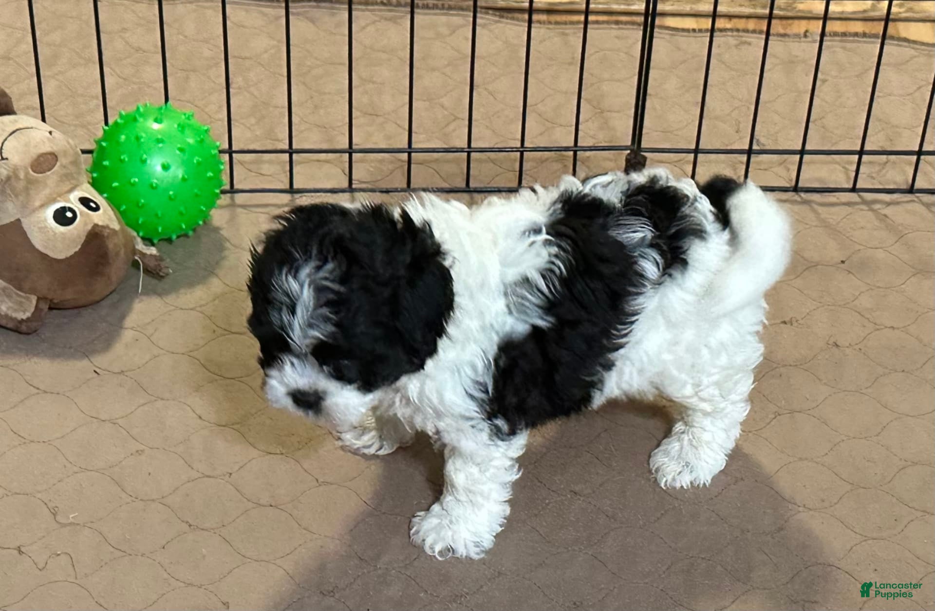 Shihpoo dogs Oscar - Ad 29