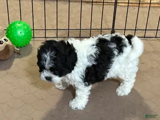 Shihpoo dogs Oscar - Ad 41