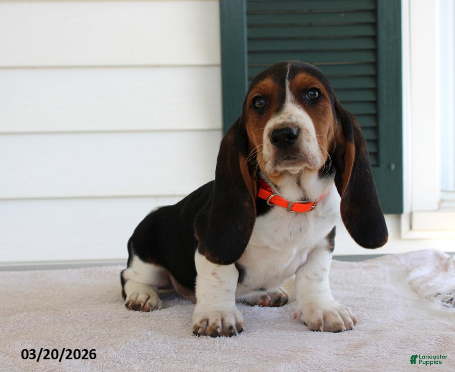 Basset Hound dogs Storm - Ad 1