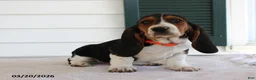 Basset Hound dogs for sale: Storm - Ad 1