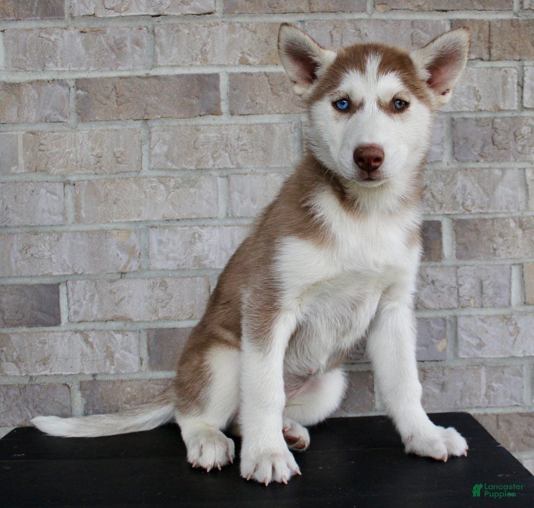 With Blue Eyes Husky Puppies For Sale Near Me Free Puppies For