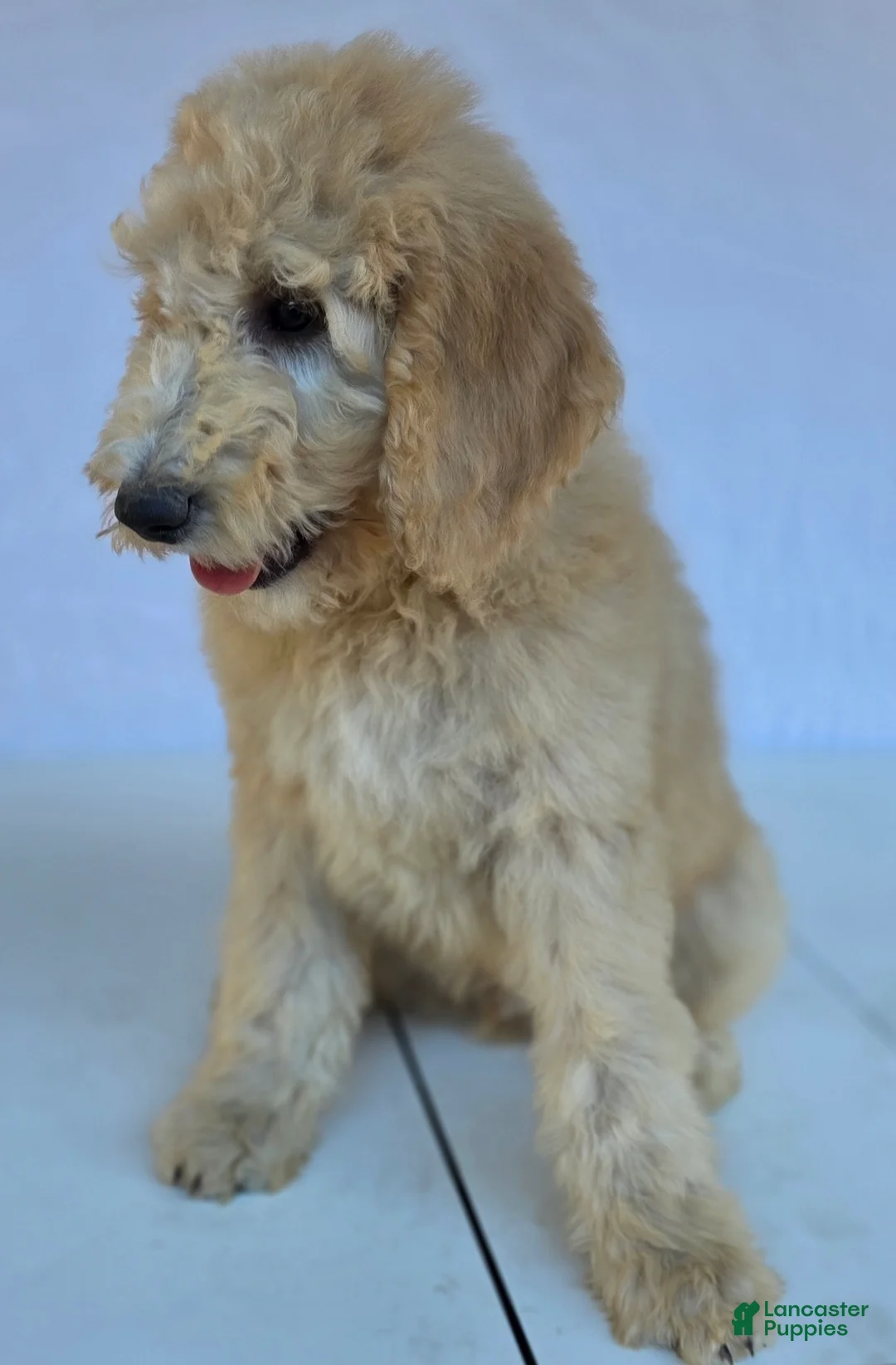 Goldendoodle dogs for sale: Biscuit - Ad 7