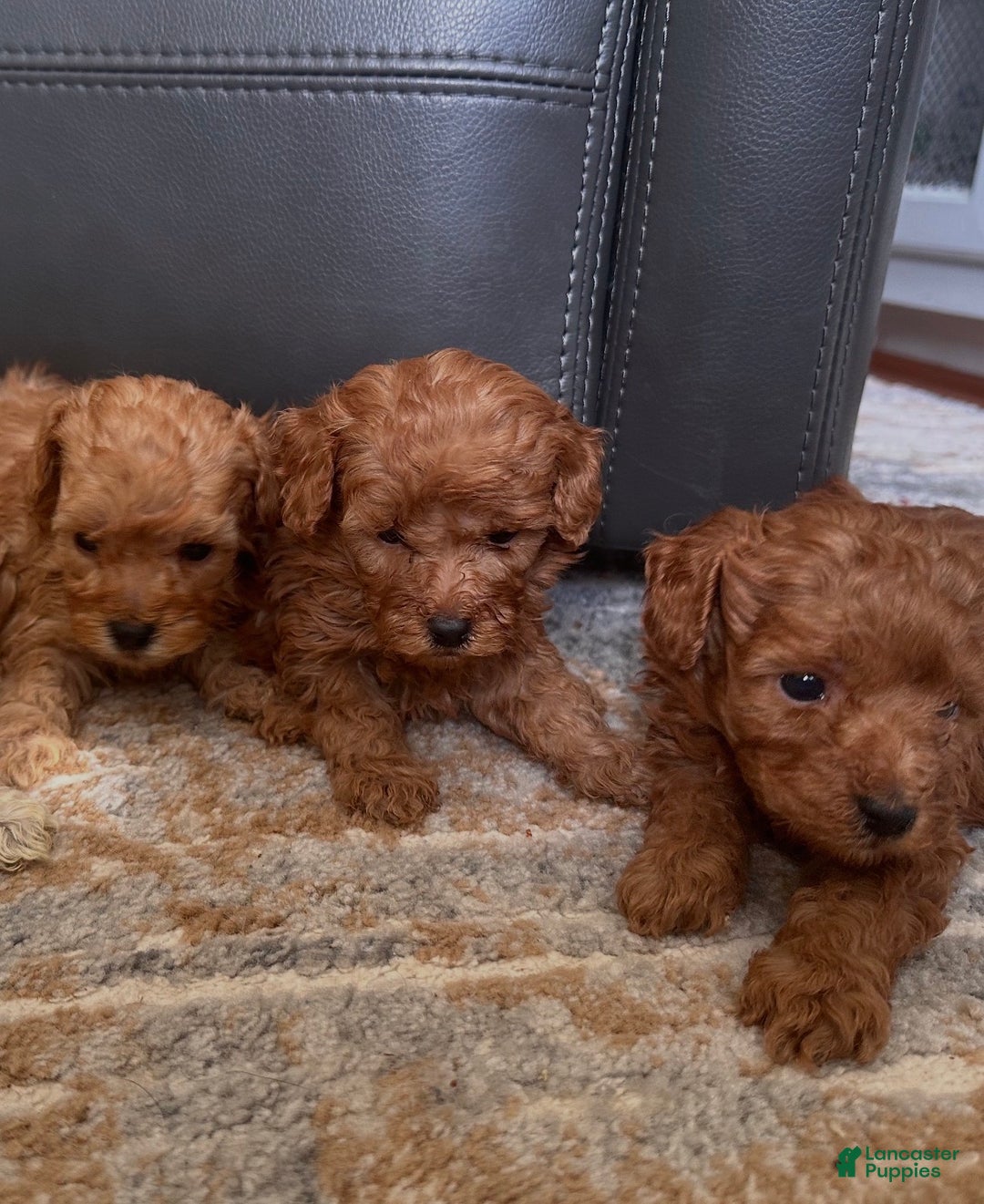 Toy Poodle dogs for sale: Toy Poodle Puppy 1 - Ad 2