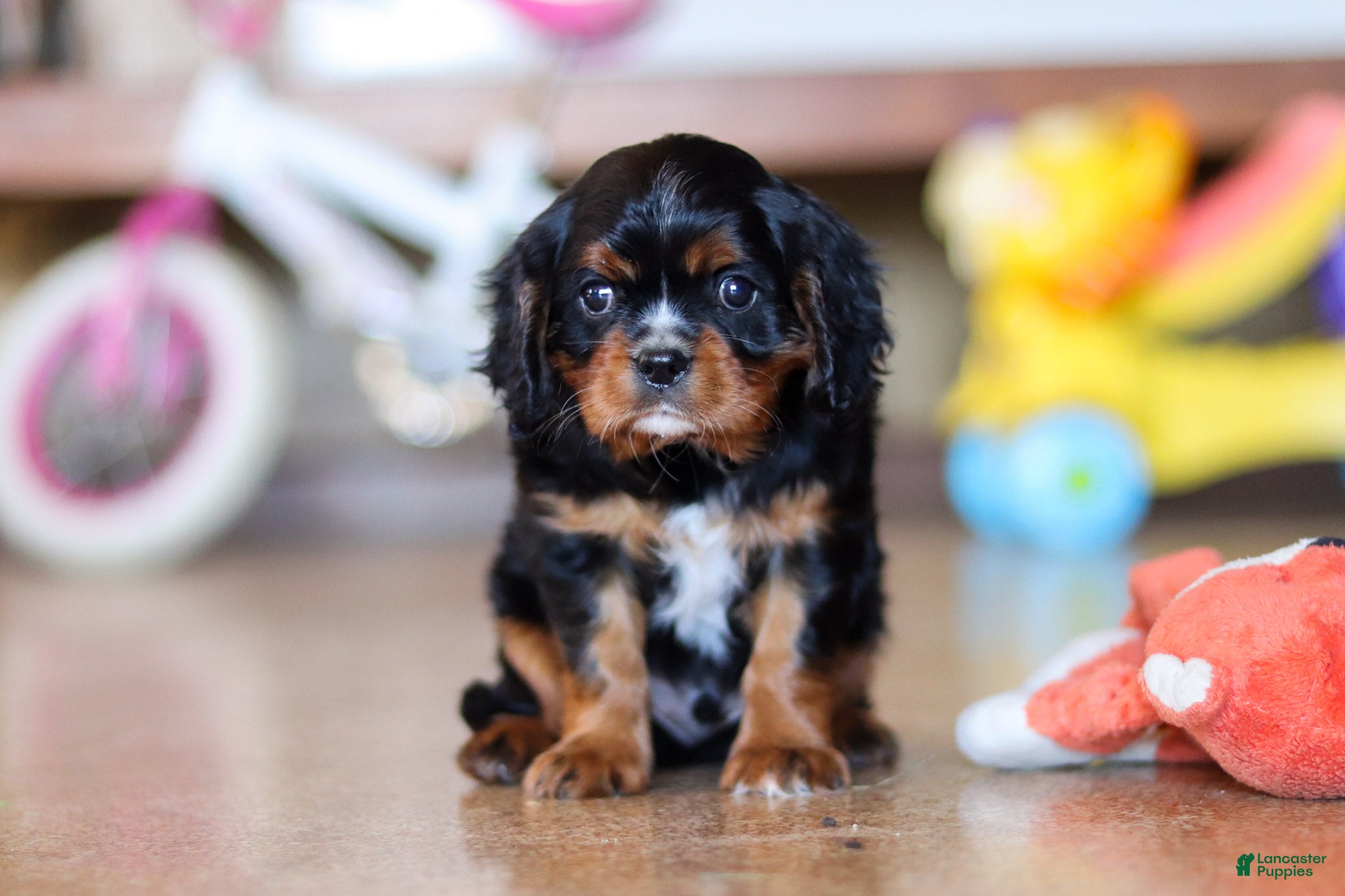 Cavalier King Charles Spaniel dogs for sale: Brock - Ad 1