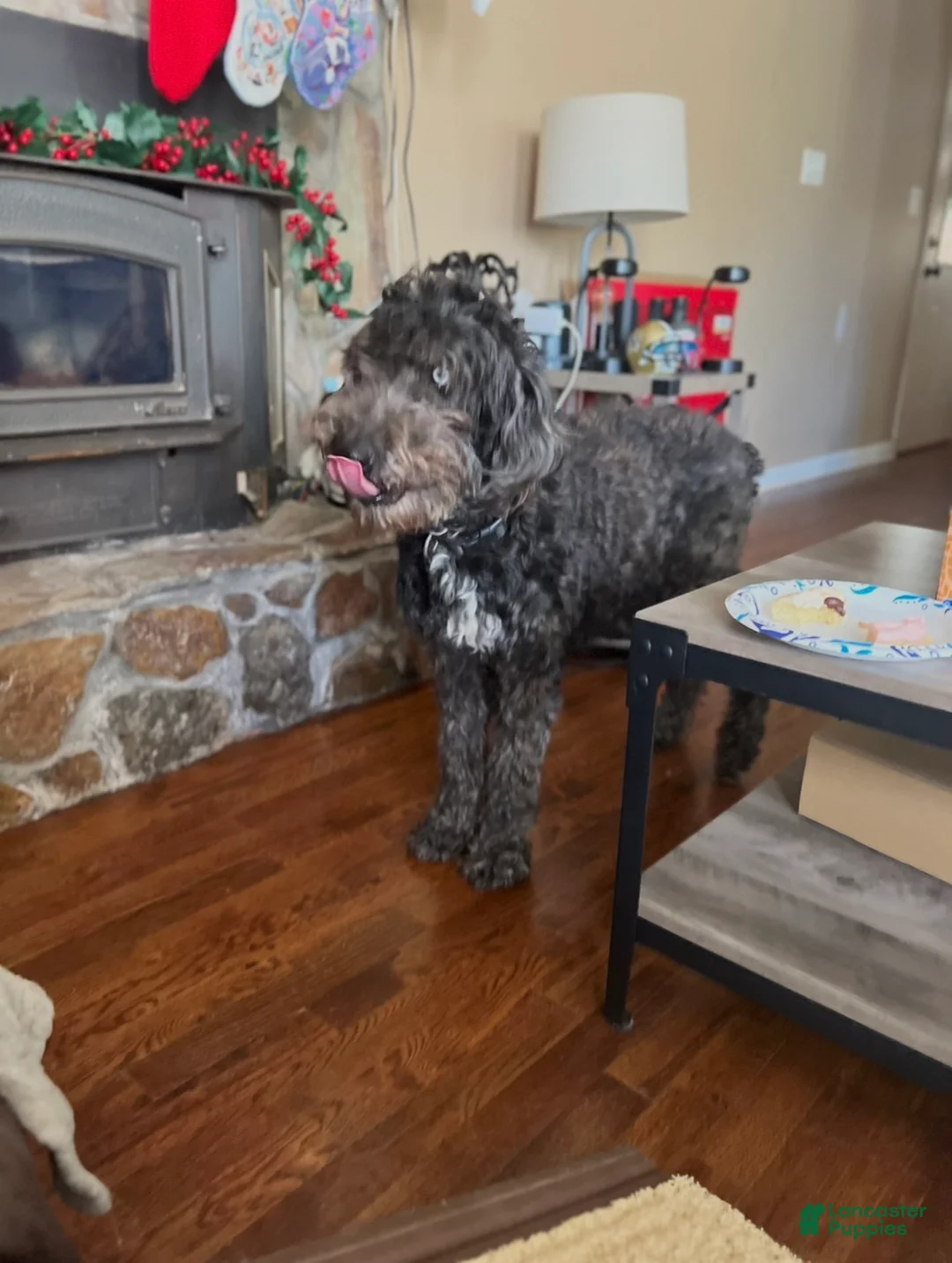 Mini Aussiedoodle dogs for sale: Hershey  - Ad 2