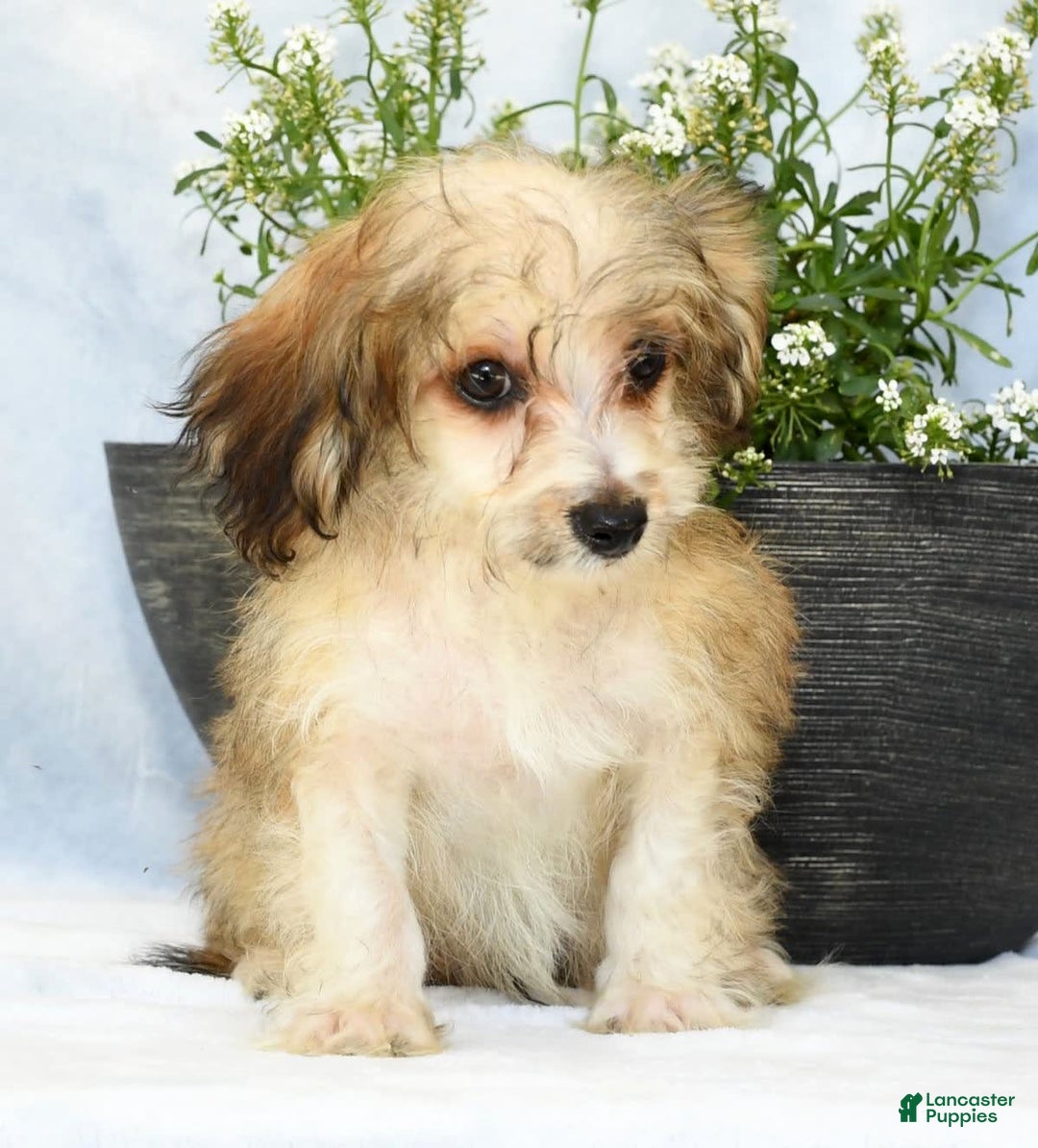 Havapoo dogs for sale: Owen - Ad 9
