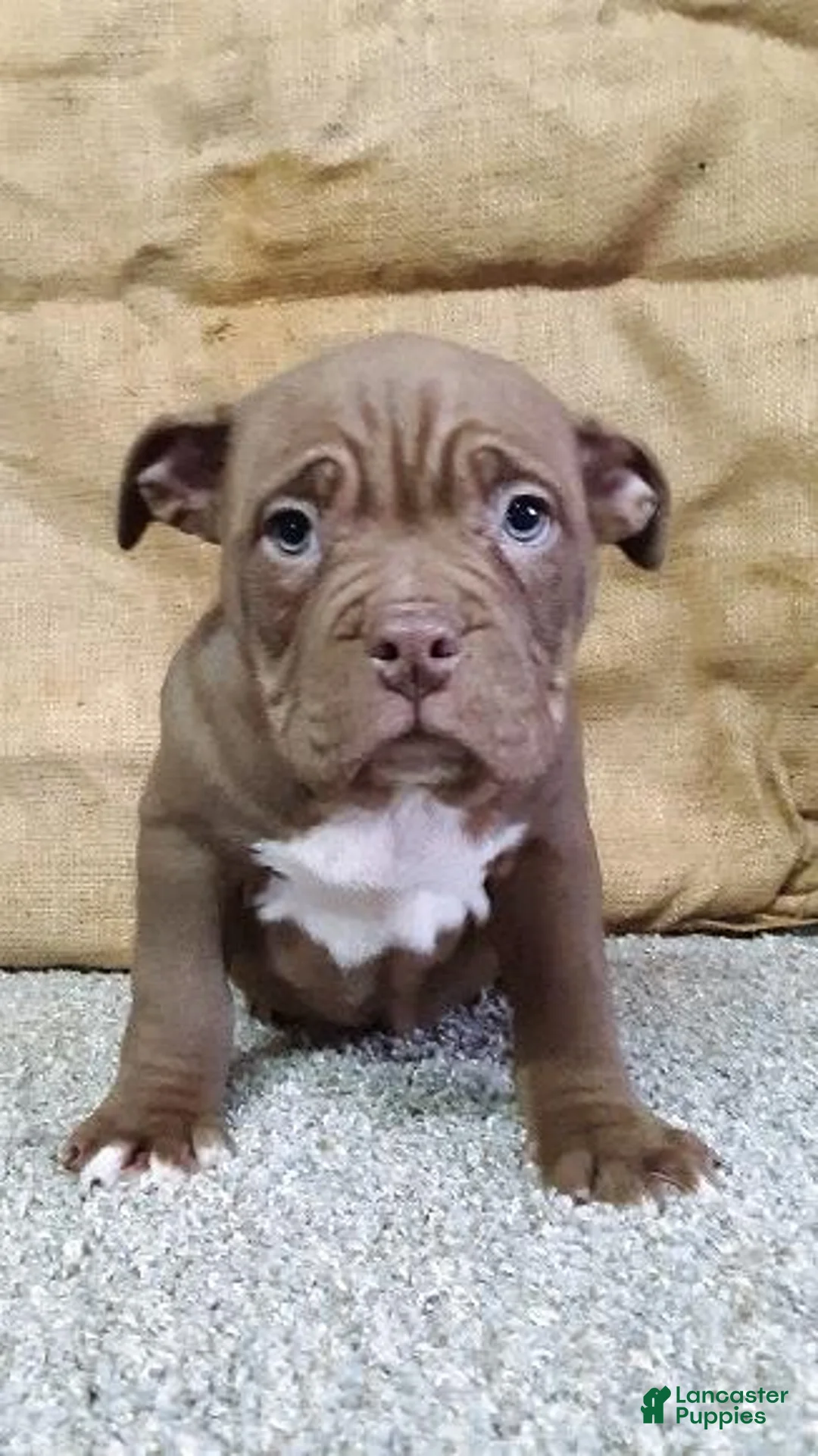 American Bully dogs for sale: American Bully Puppy 4 Marlo - Ad 2