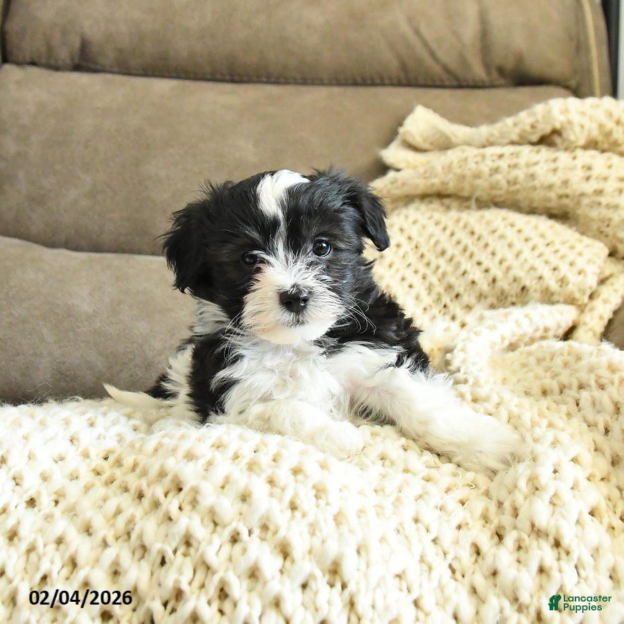 Havapoo dogs Hickory - Ad 2