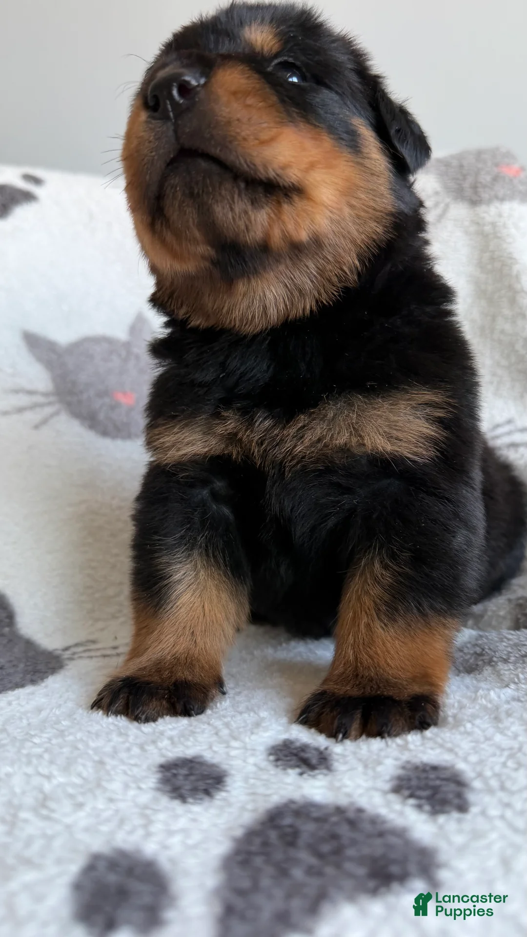 Rottweiler dogs for sale: Jackson - Ad 3