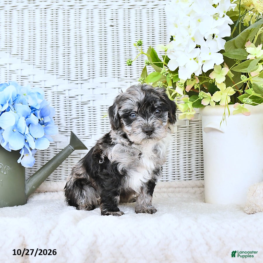 Mini Aussiedoodle dogs for sale: Turbo - Ad 2