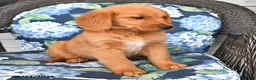 Golden Retriever dogs for sale: Pepper - Ad 4
