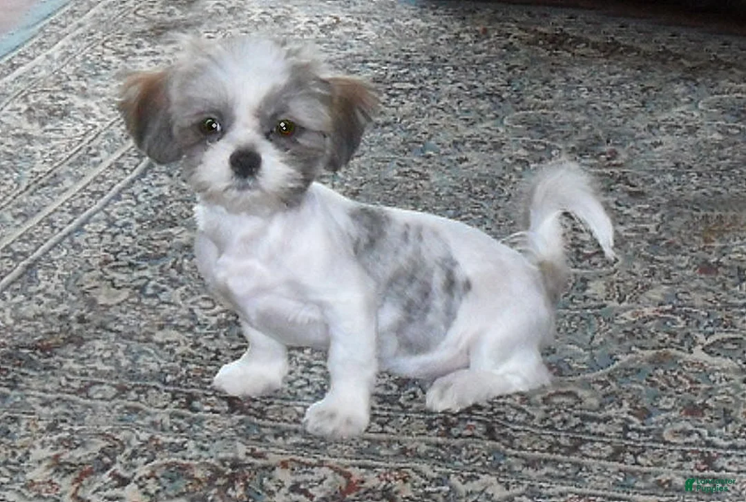 Shihpoo dogs for sale: Benji - Ad 6