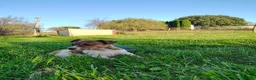 Jack Russell Terrier dogs for sale: Missy - Ad 3