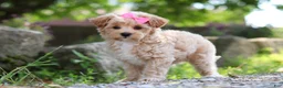 Maltipoo dogs for sale: Peanut - Ad 8