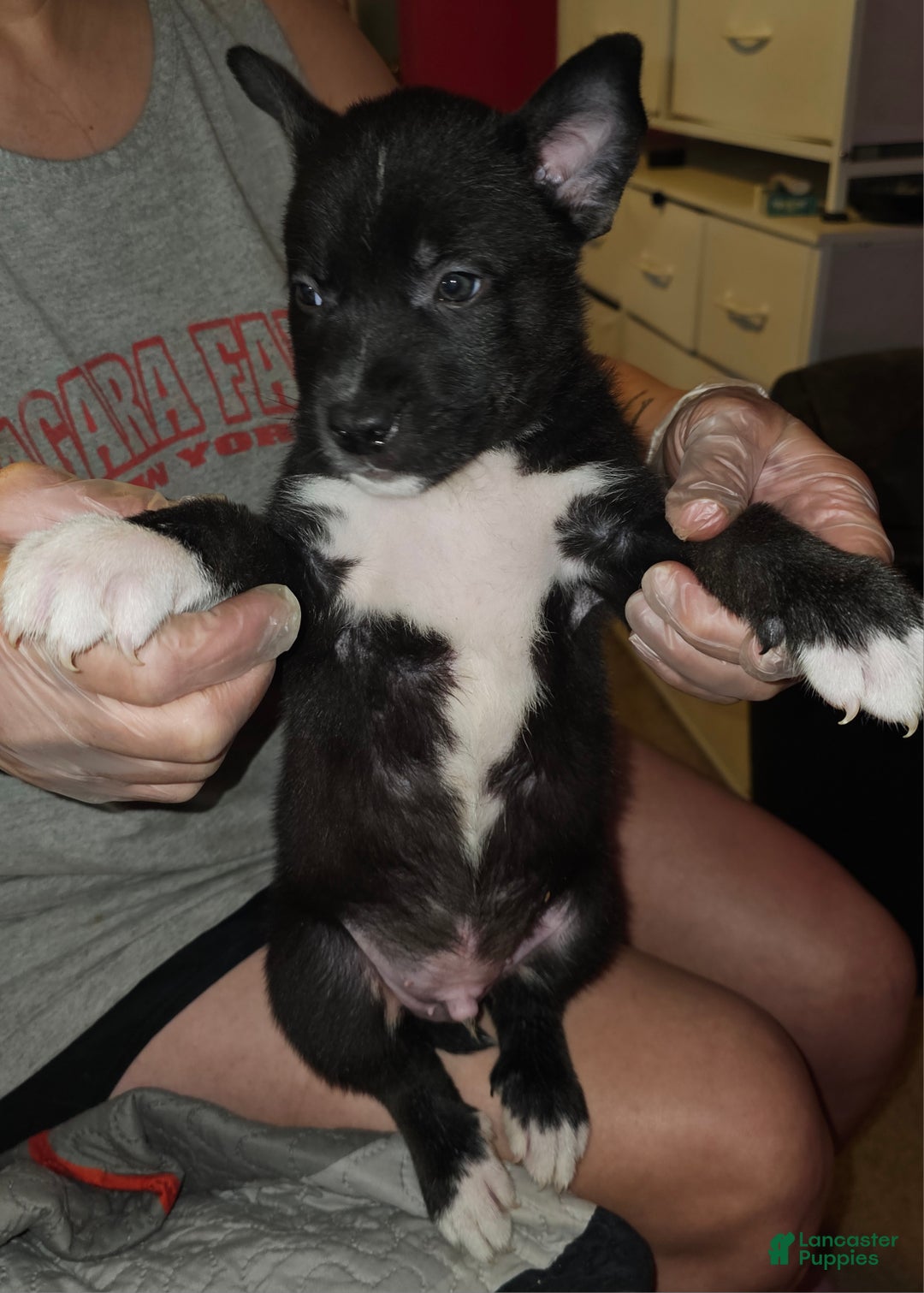 Mixed Breed dogs for sale: Darla - Ad 4