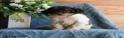 Schnoodle dogs for sale: Otis - Ad 3