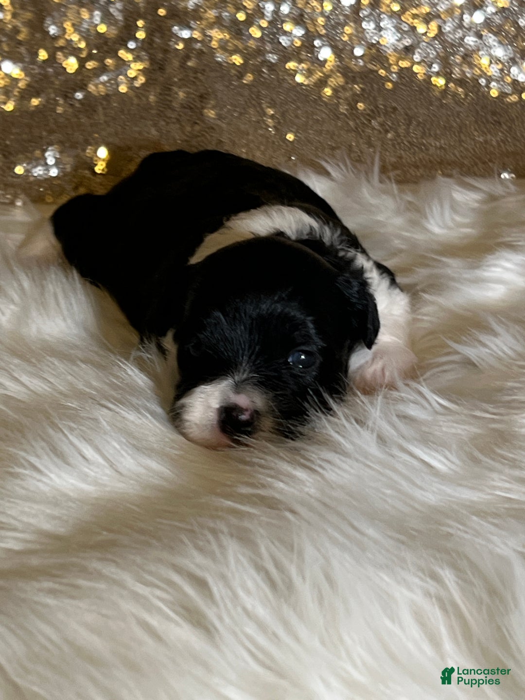 Havanese dogs for sale: Domeno - Ad 6