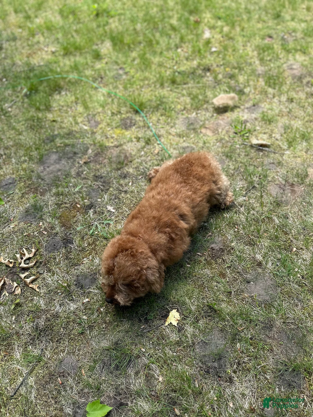 Miniature Poodle dogs for sale: Miniature Poodle litter of 1 puppies - Ad 5
