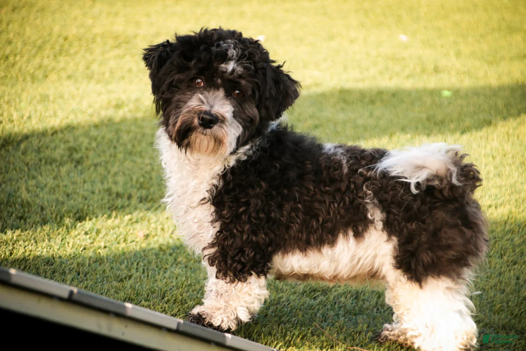 Havanese dogs for sale: Biscotti - Ad 8