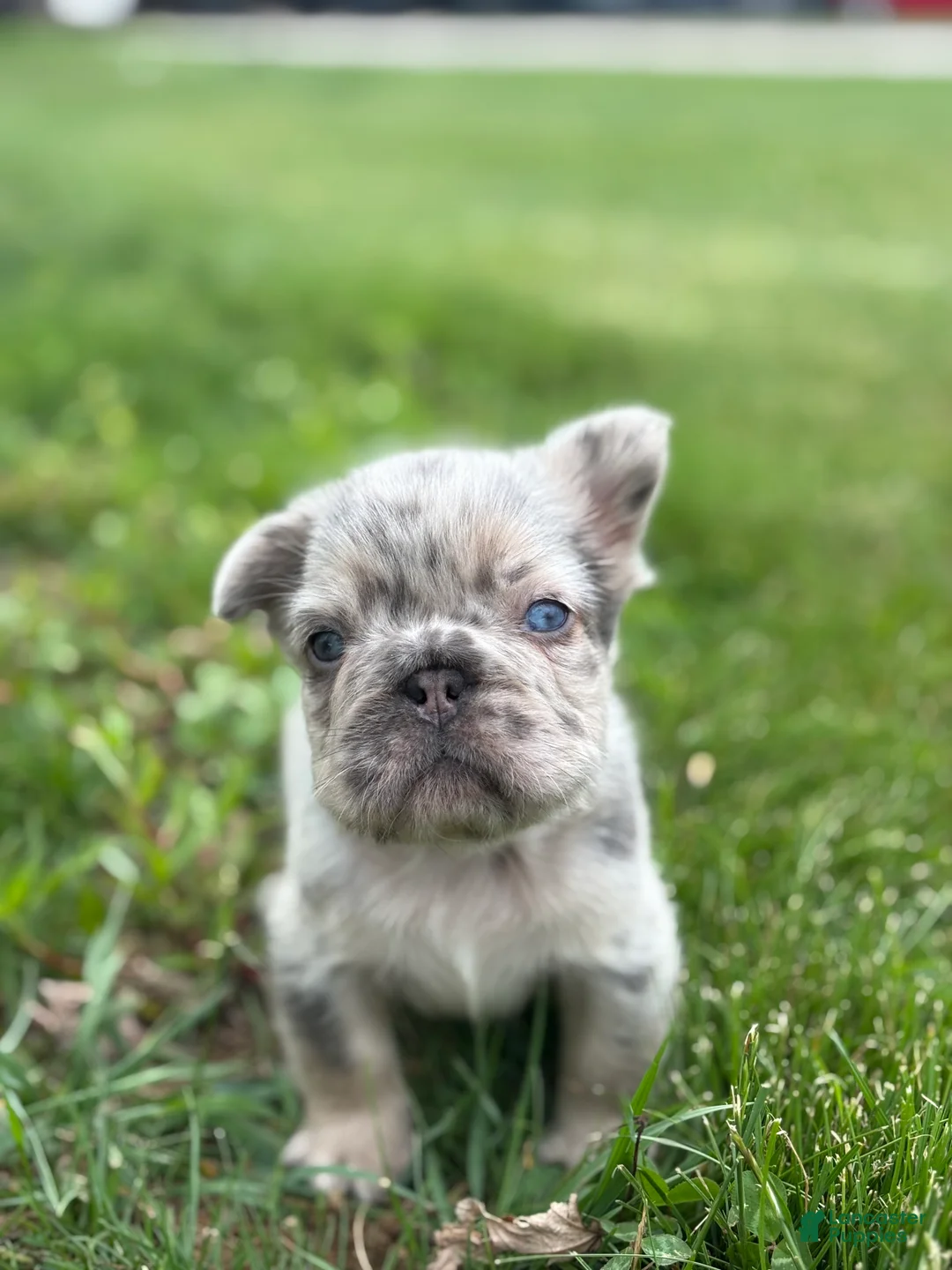 French Bulldog dogs for sale: Miles - Ad 3