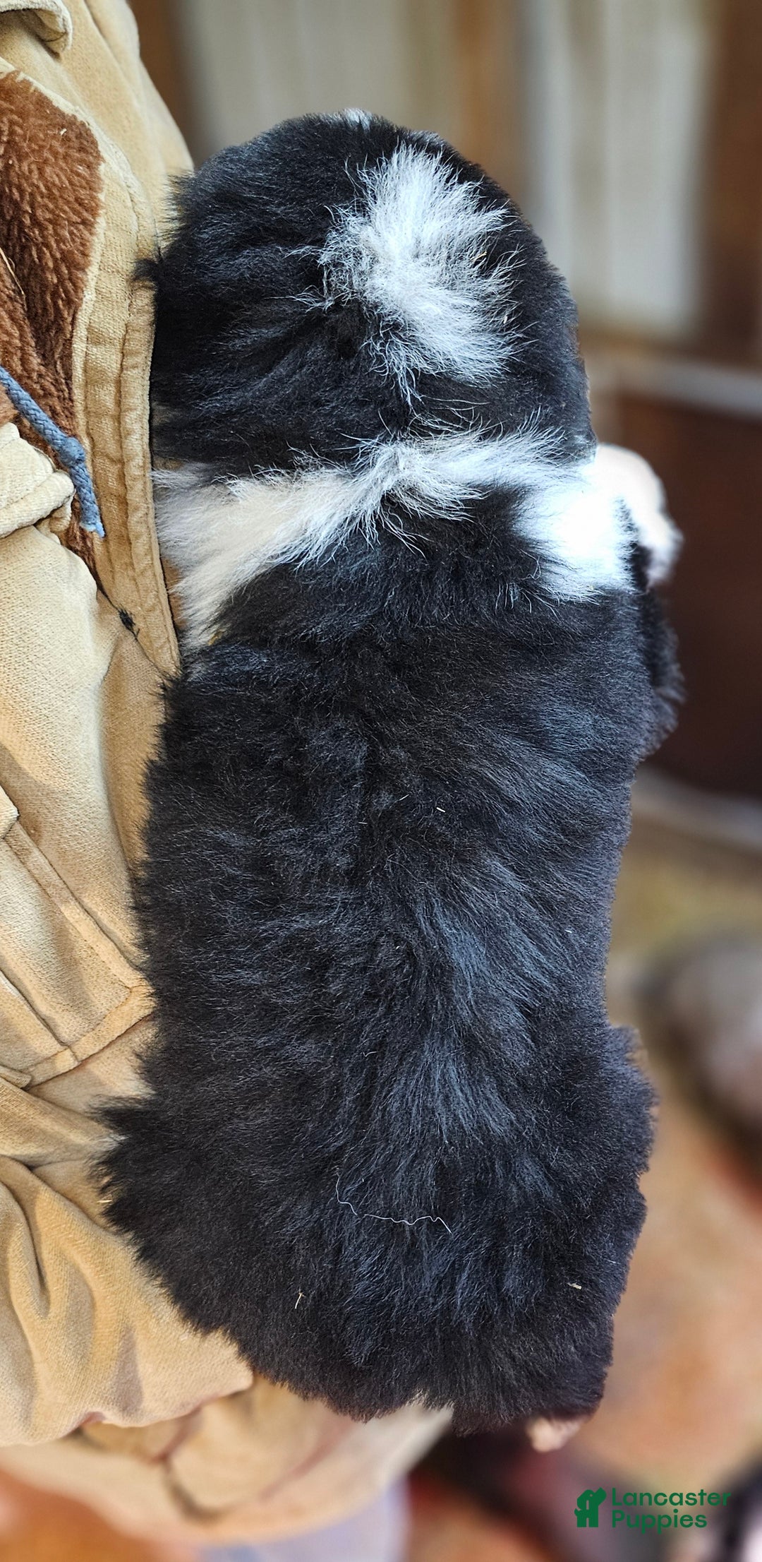 Mixed Breed dogs for sale: Mixed Breed Puppy 1 - Ad 8