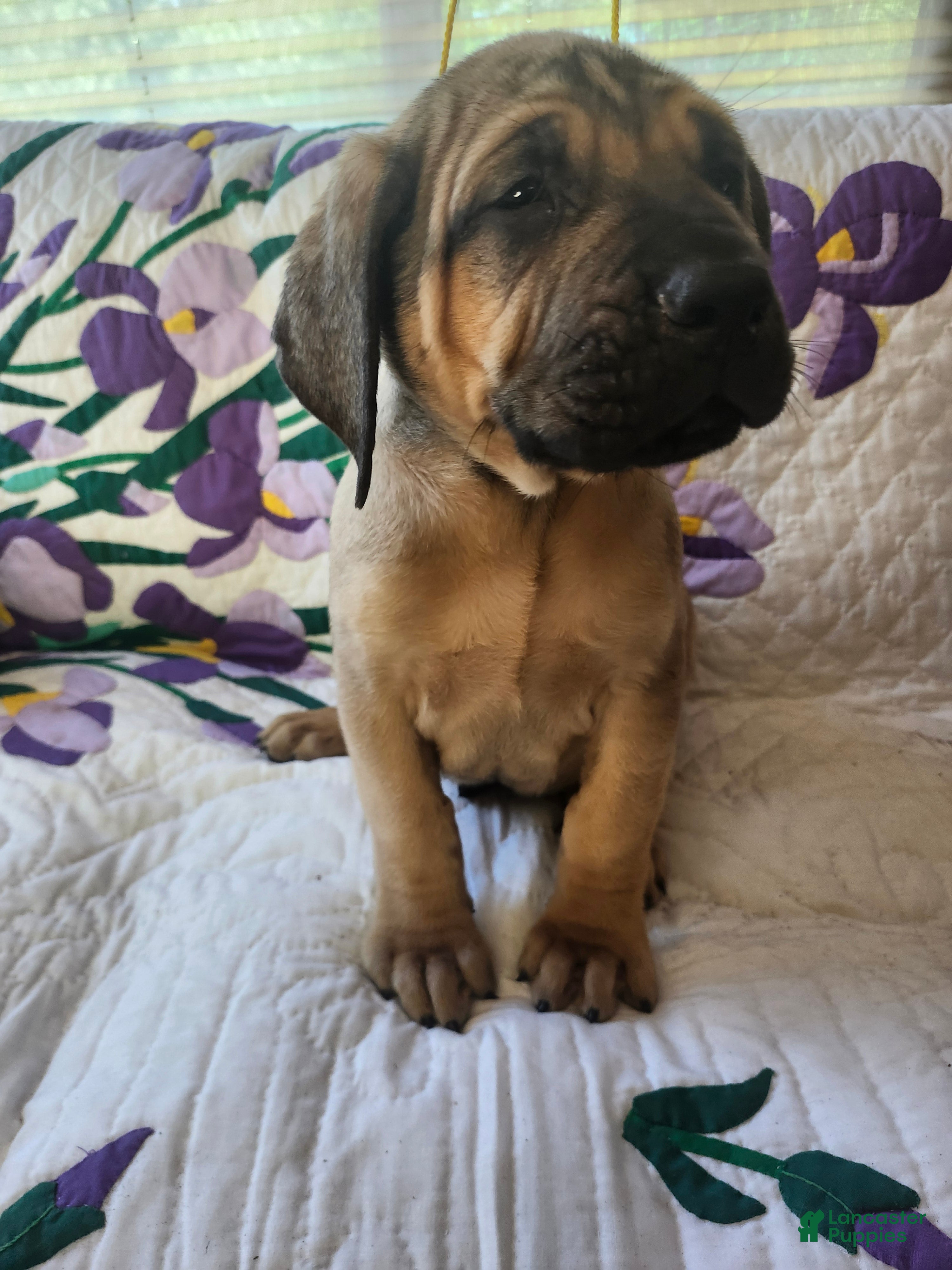 Bullmastiff dogs for sale: Bullmastiff Puppy 3 - Ad 4