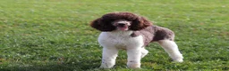 Sheepadoodle dogs for sale: Allie - Ad 7