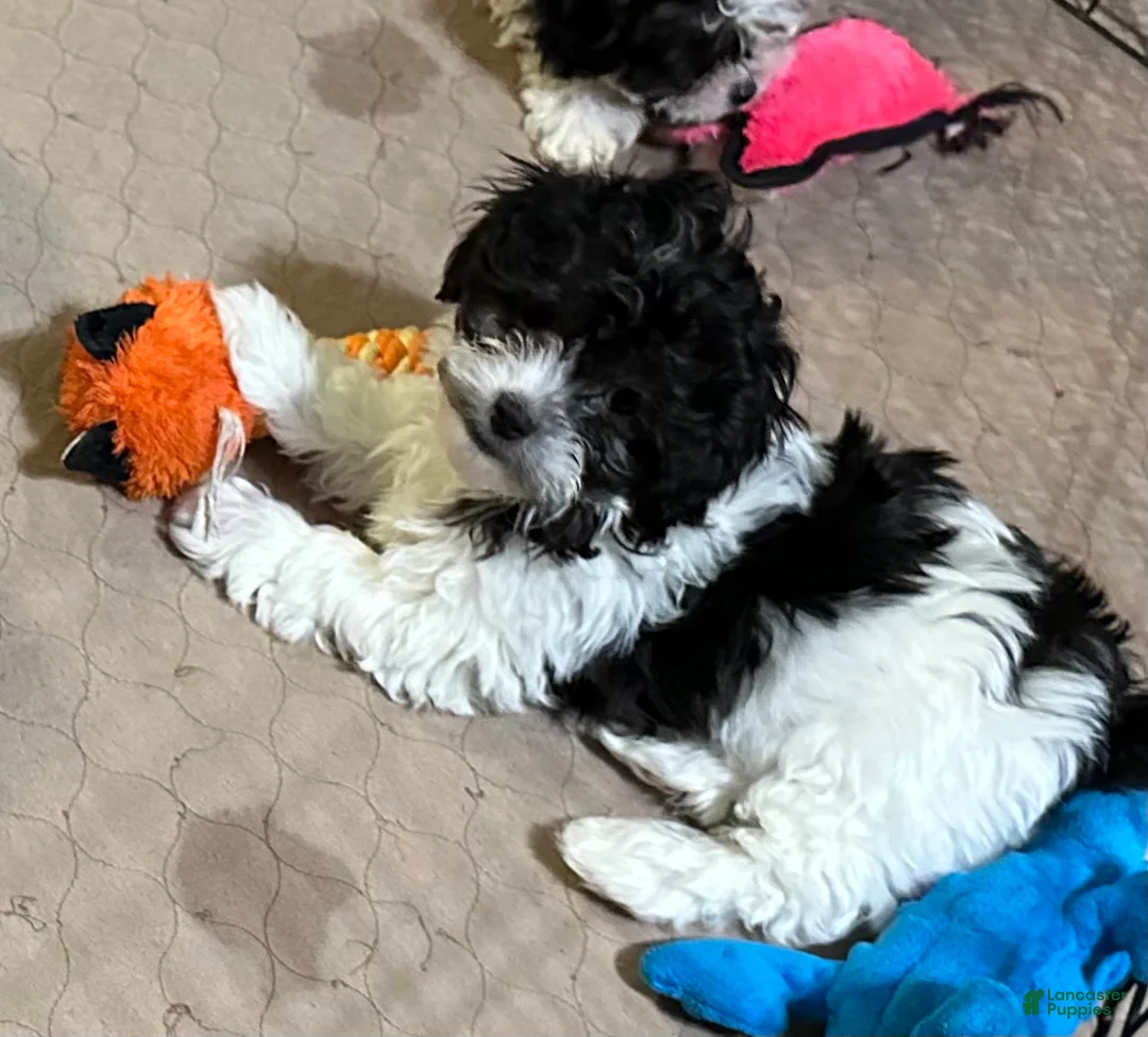 Shihpoo dogs for sale: Shihpoo Puppy 2 - Ad 1