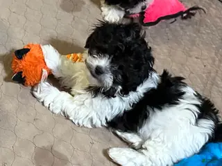 Shihpoo dogs Shihpoo Puppy 2 - Ad 3