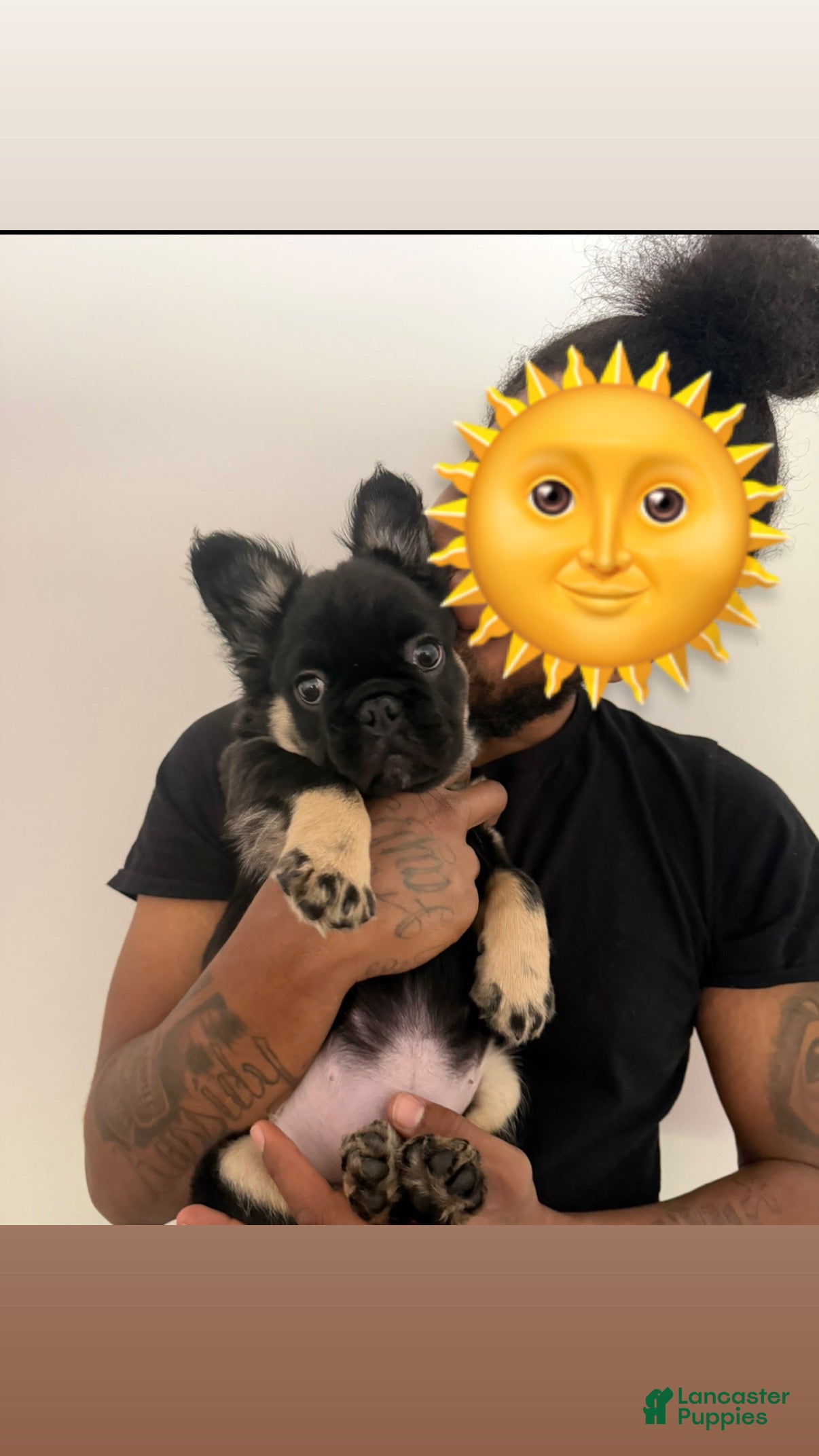 French Bulldog dogs for sale: French Bulldog 1 - Ad 7