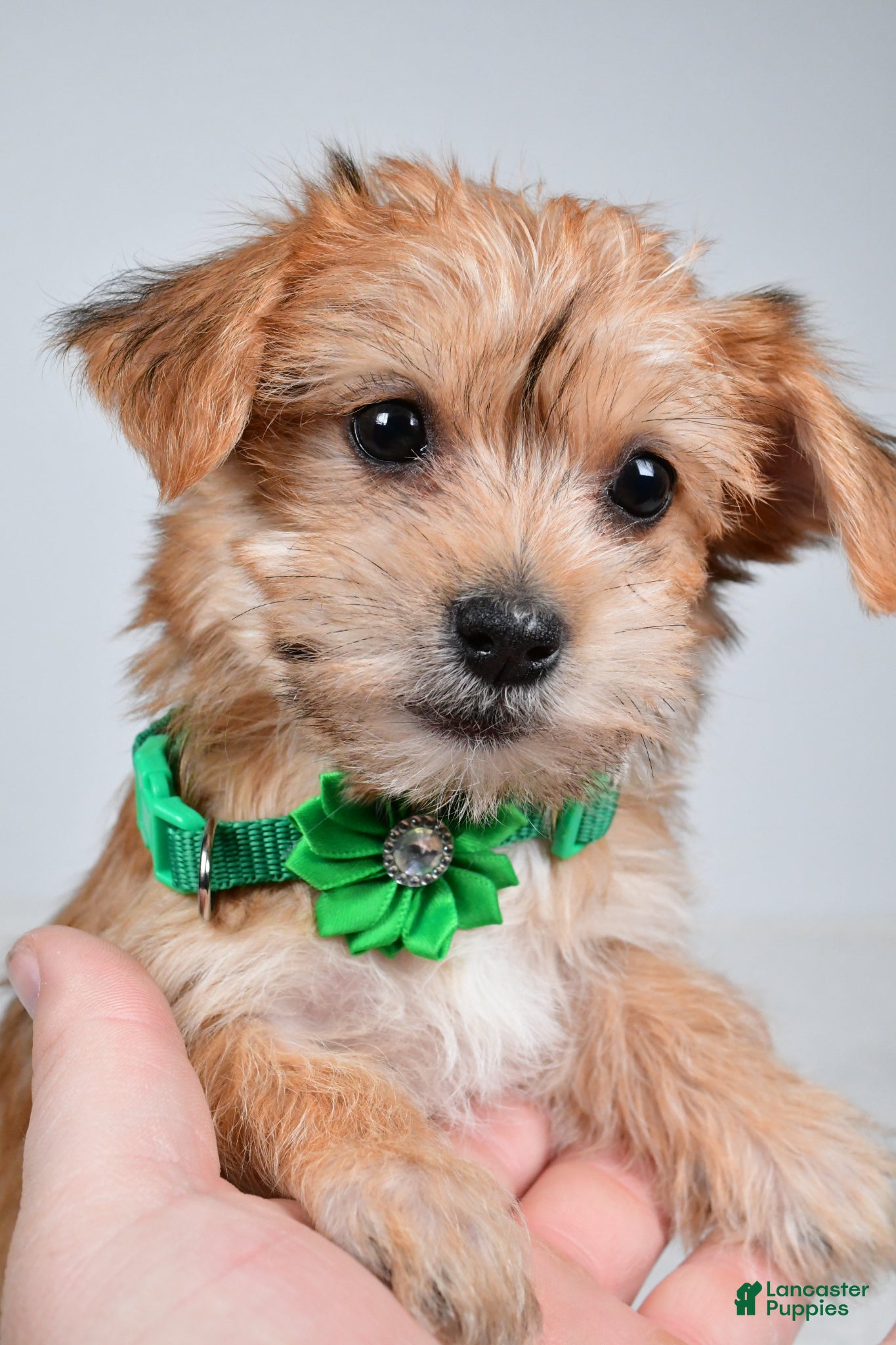 Morkie dogs Goldie - Ad 2