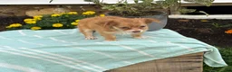 Chihuahua dogs for sale: Tillie - Ad 9