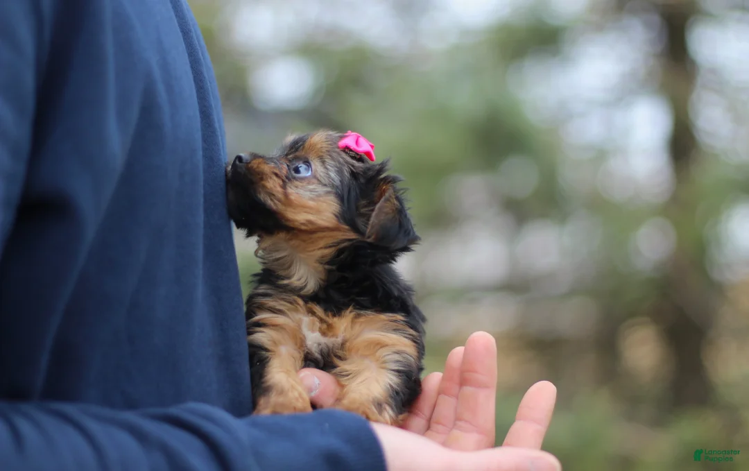 Yorkshire Terrier dogs for sale: Raven - Ad 2