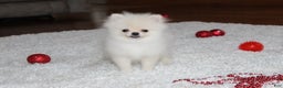 Pomeranian dogs for sale: Teacup Tony - Ad 7