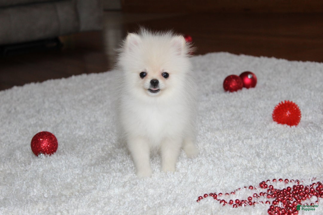 Pomeranian dogs for sale: Teacup Tony - Ad 7