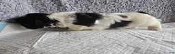 Shih Tzu dogs for sale: Button - Ad 3