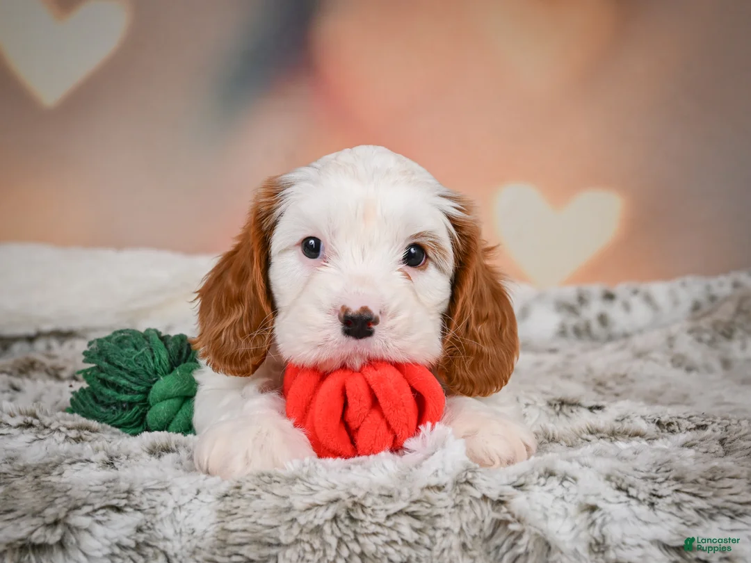Cavapoo dogs for sale: CHARLIE - Ad 7