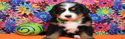 Bernese Mountain Dog dogs for sale: Heim  - Ad 5