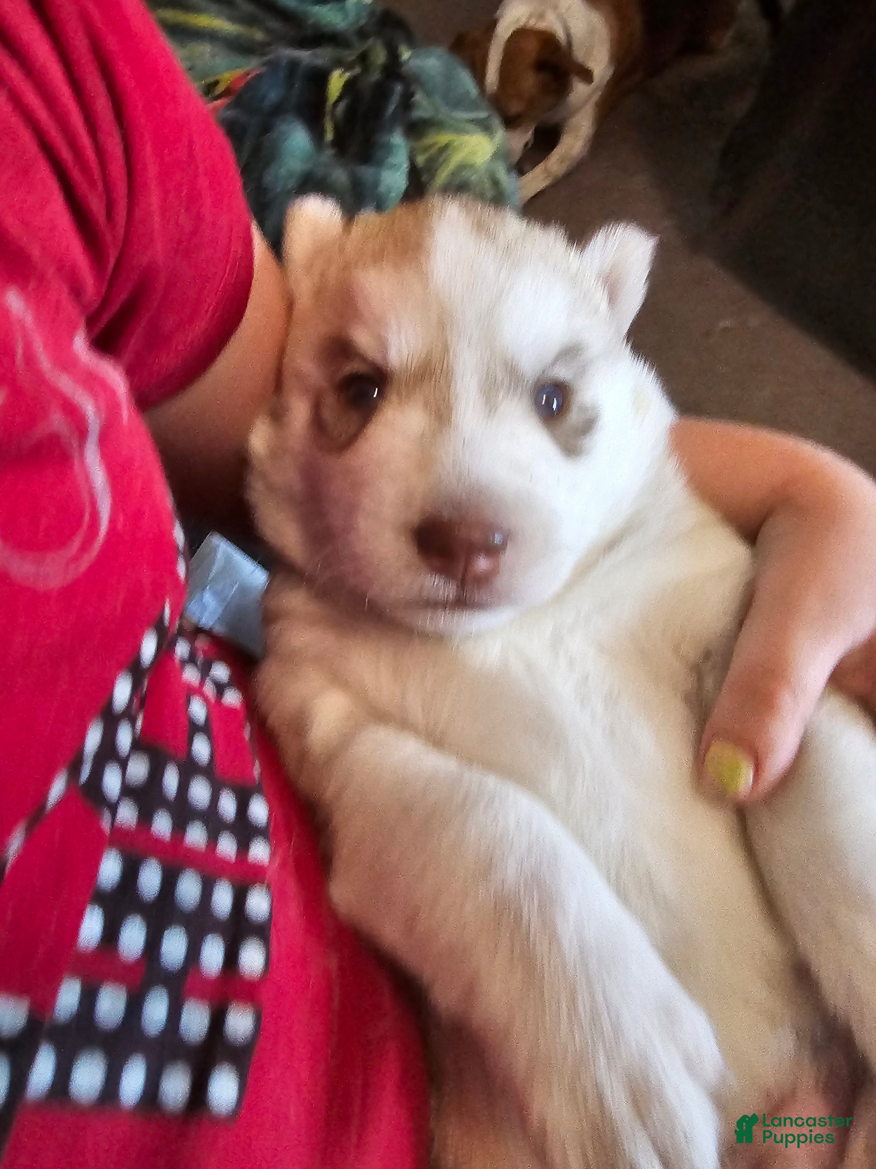 Mixed Breed dogs Mixed Breed Puppy 1 - Ad 14