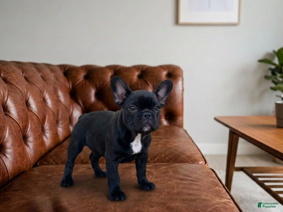 French Bulldog dogs for sale: Maverick - Ad 2