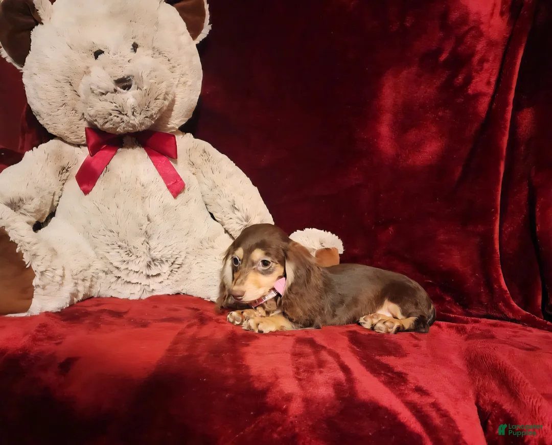 Miniature Dachshund dogs for sale: COCOA - Ad 10