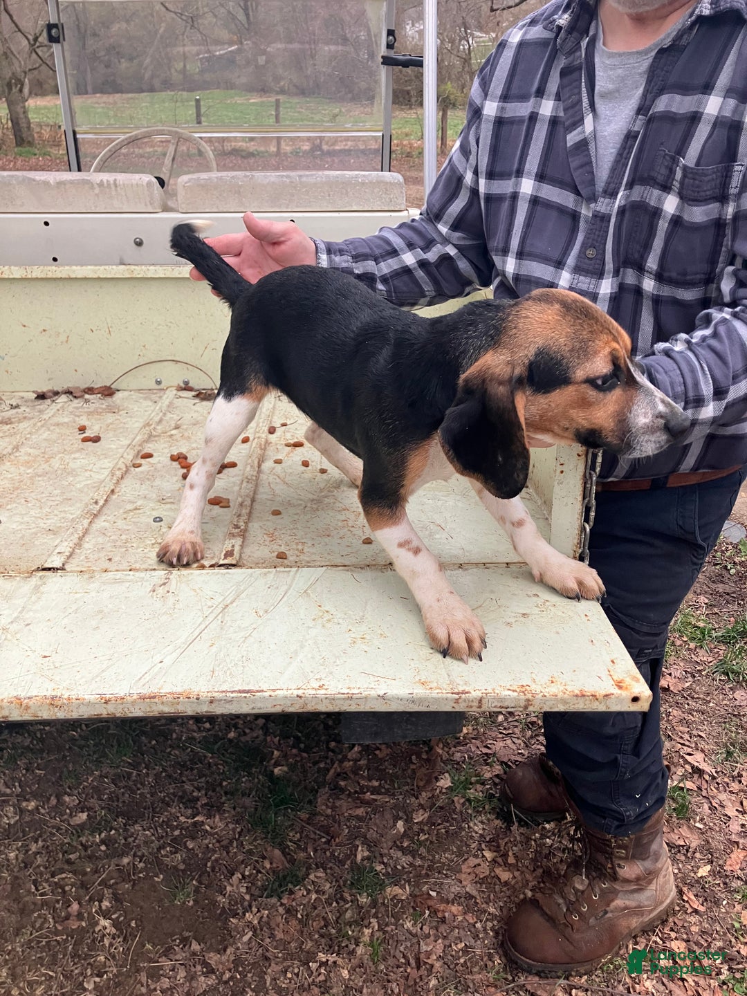 Beagle dogs for sale: Beagle Puppy 1 - Ad 2