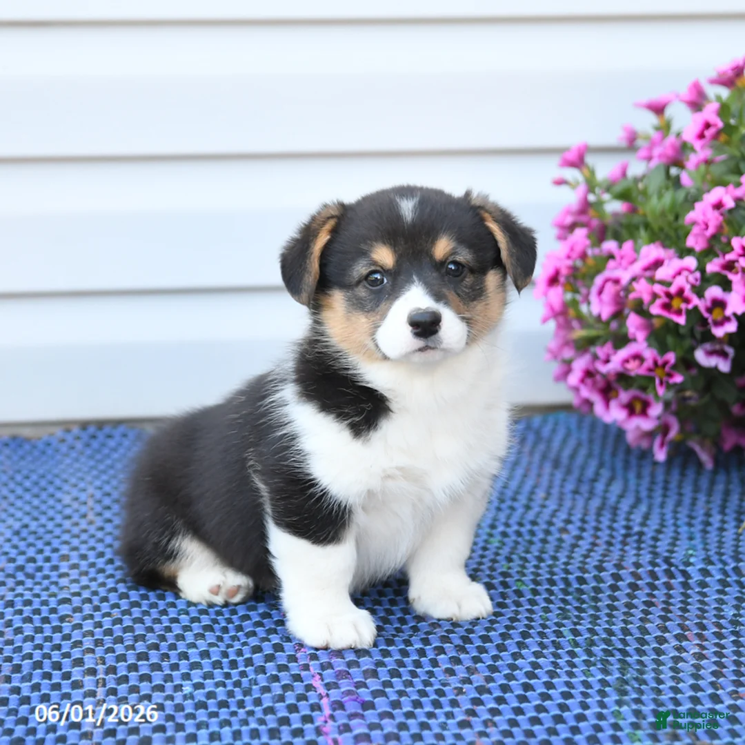 Welsh Corgi Pembroke dogs for sale: Ruby - Ad 1