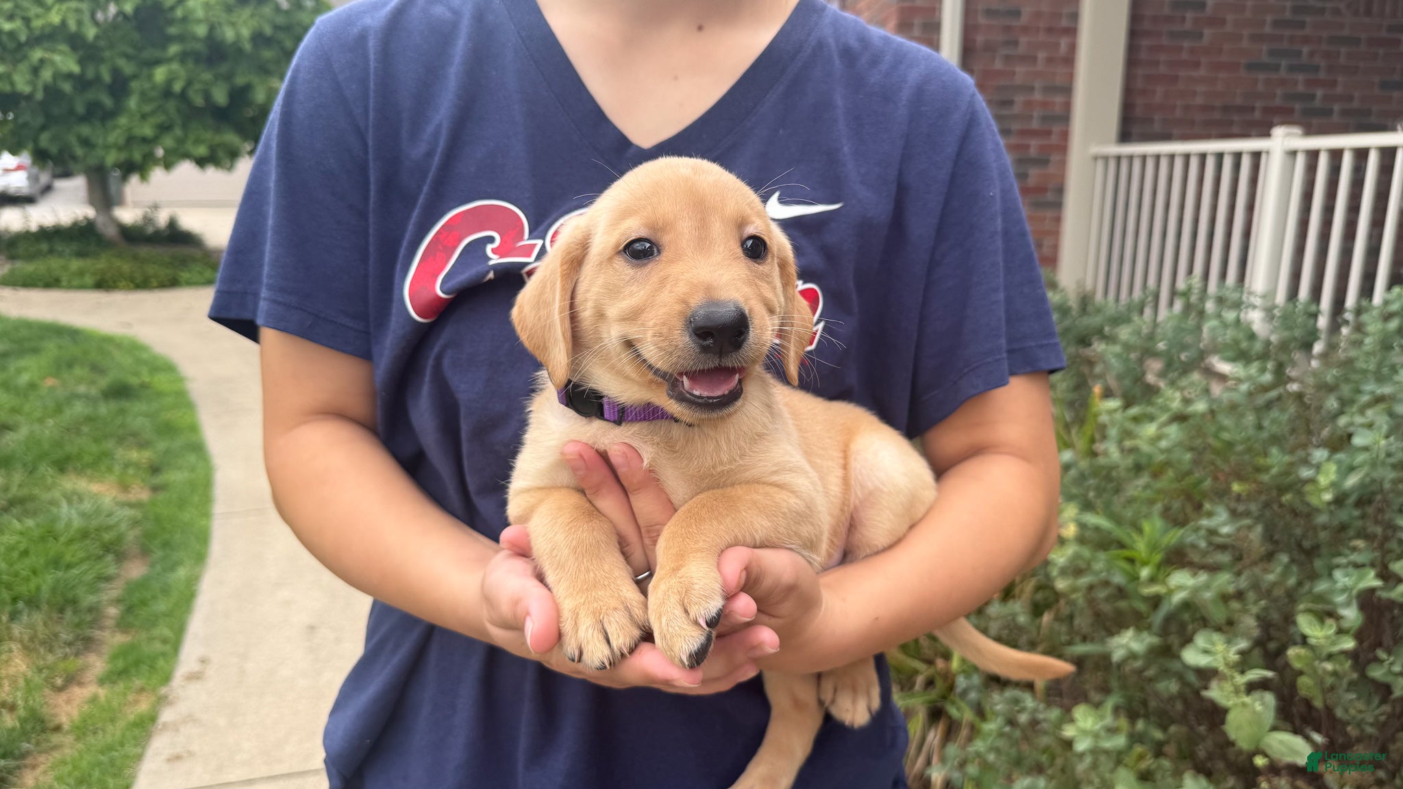 Labrador Retriever dogs Nala - Ad 2