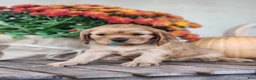Cavalier King Charles Spaniel dogs for sale: Tracy - Ad 3