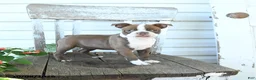 Boston Terrier dogs for sale: Bambi - Ad 3